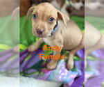 Small Boxer Mix