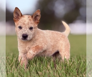 Australian Cattle Dog Puppy for sale in ZOLFO SPRINGS, FL, USA