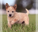 Small Australian Cattle Dog