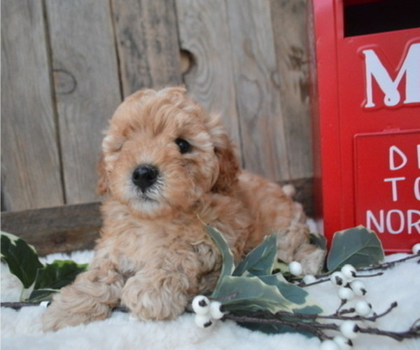 Medium Photo #2 Poodle (Miniature) Puppy For Sale in HONEY BROOK, PA, USA