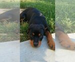 Small Photo #56 Rottweiler Puppy For Sale in OAK GLEN, CA, USA