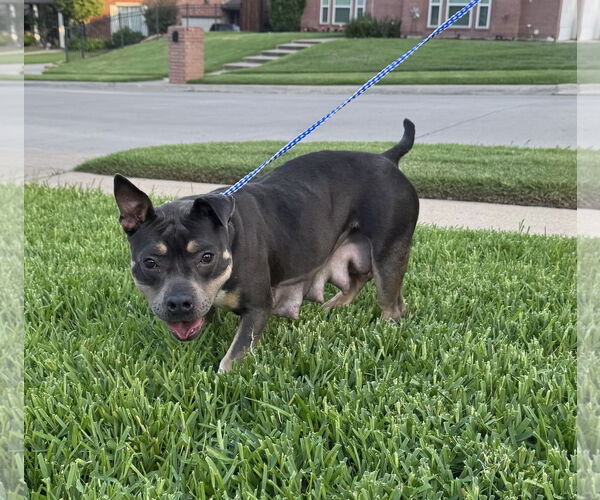 Medium Photo #4 American Staffordshire Terrier-Unknown Mix Puppy For Sale in Euless, TX, USA