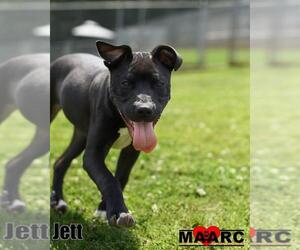 Jett - Male Labrador Retriever-Unknown Mix Dog for Adoption - Photo #2