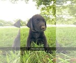 Small Photo #1 Labrador Retriever Puppy For Sale in ARMA, KS, USA
