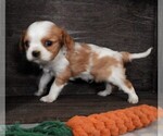 Puppy 0 Cavalier King Charles Spaniel