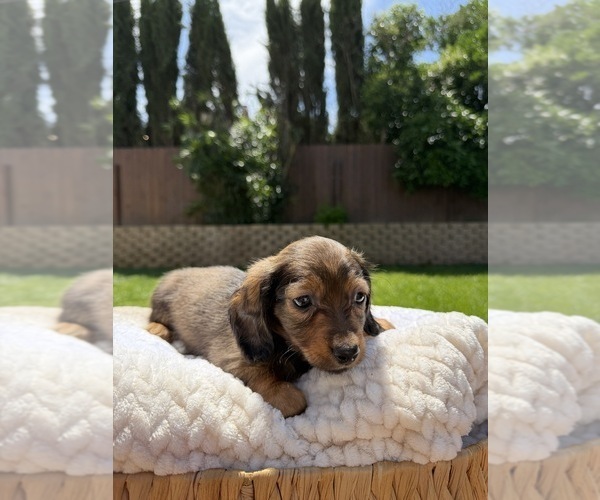 Medium Photo #2 Dachshund Puppy For Sale in NORTH HIGHLANDS, CA, USA