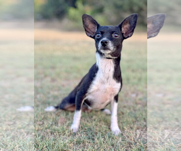 Medium Photo #1 Chihuahua-Unknown Mix Puppy For Sale in PIPE CREEK, TX, USA