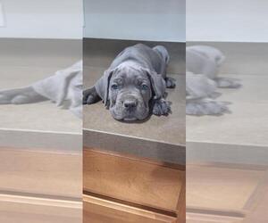 Cane Corso Puppy for Sale in AVONDALE, Arizona USA