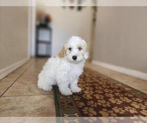 Poovanese Puppy for sale in TUCSON, AZ, USA