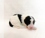 Puppy 2 Bernedoodle-Poodle (Miniature) Mix