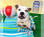 Small #4 American Pit Bull Terrier Mix