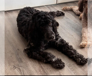 Father of the Portuguese Water Dog puppies born on 04/20/2025