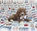 Small #2 Poodle (Miniature)