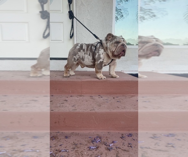 Medium Photo #1 English Bulldog Puppy For Sale in RANCHO CUCAMONGA, CA, USA