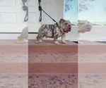 Small Photo #1 English Bulldog Puppy For Sale in RANCHO CUCAMONGA, CA, USA