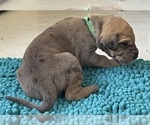 Small Photo #35 Great Dane Puppy For Sale in GALLOWAY, OH, USA