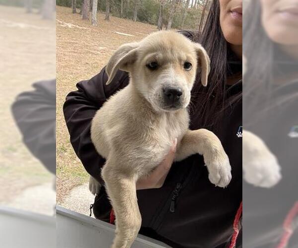 Medium Photo #1 Labrador Retriever Puppy For Sale in Houston, TX, USA