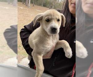 Labrador Retriever Dog for Adoption in Houston, Texas USA