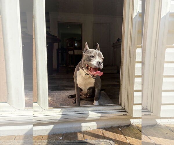 Medium Photo #5 American Pit Bull Terrier-Unknown Mix Puppy For Sale in Mount Pleasant, SC, USA