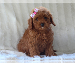 Small #3 Cavapoo-Poodle (Miniature) Mix