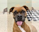 Small #6 Boxer