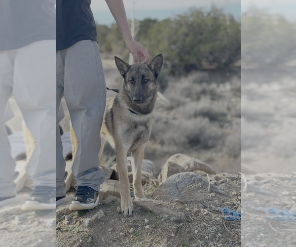 Medium Photo #2 German Shepherd Dog-Unknown Mix Puppy For Sale in Imlay City, MI, USA