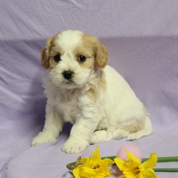 Medium Photo #1 Cavachon Puppy For Sale in NAVARRE, OH, USA