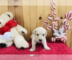 Small Photo #6 Goldendoodle Puppy For Sale in TRENTON, MO, USA