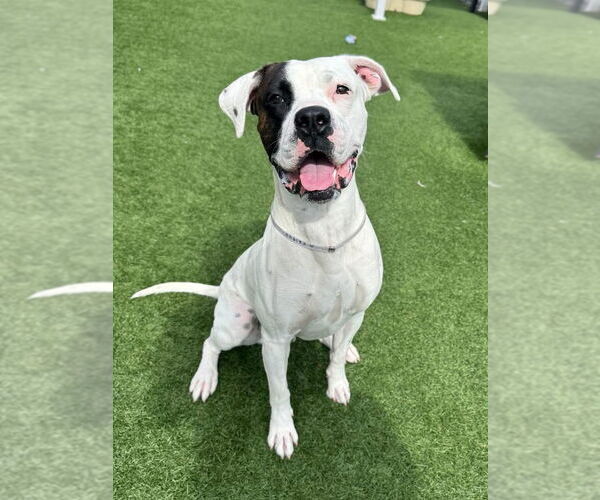 Medium Photo #7 Boxer-Unknown Mix Puppy For Sale in Stanwood, WA, USA