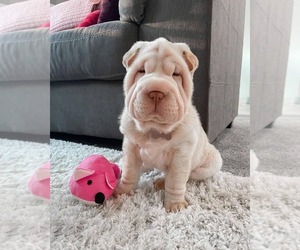Chinese Shar-Pei Dogs for adoption in MIAMI, FL, USA