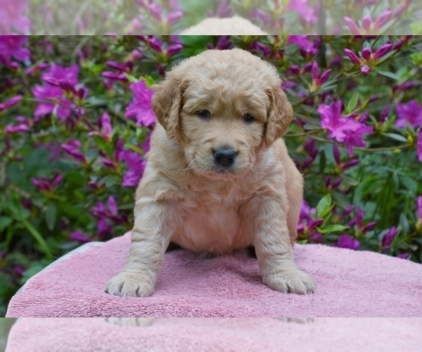 Medium Photo #6 Golden Retriever Puppy For Sale in POULSBO, WA, USA