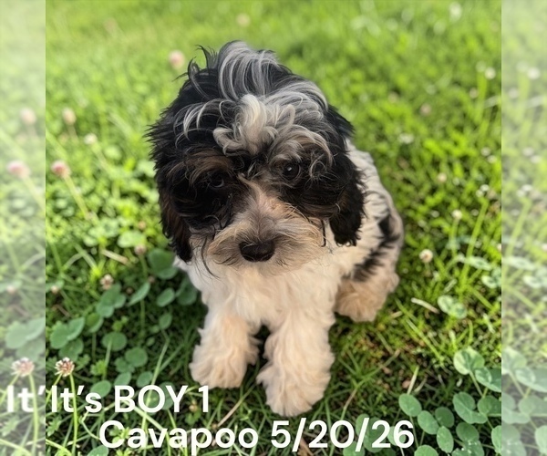 Medium Photo #9 Cavapoo (Miniature) Puppy For Sale in MONTPELIER, OH, USA
