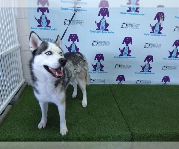 Medium Photo #1 Siberian Husky Puppy For Sale in Orlando, FL, USA