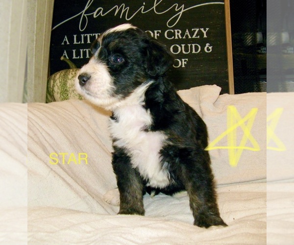 Medium Photo #1 Bernedoodle Puppy For Sale in CLEVER, MO, USA