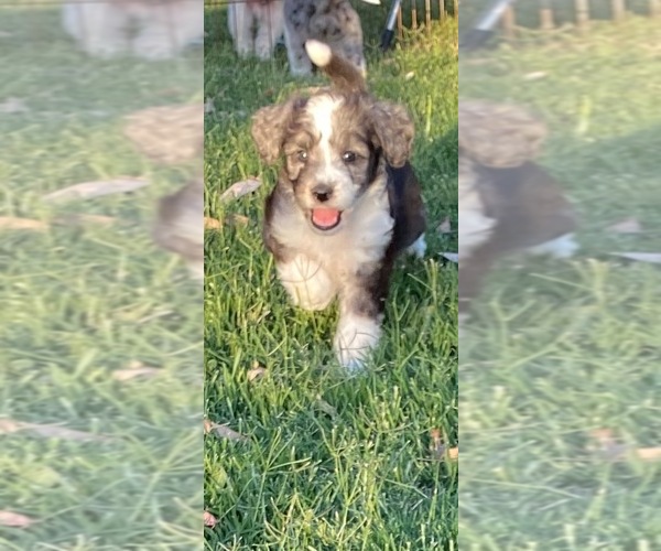 Medium Photo #1 Aussie-Poo Puppy For Sale in MERCED, CA, USA
