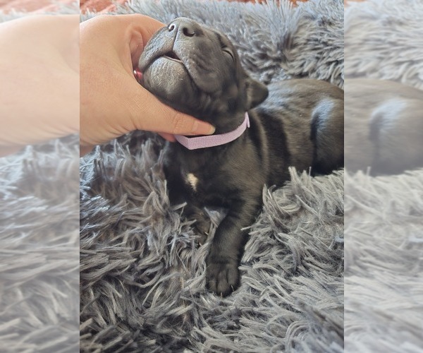 Medium Photo #13 Cane Corso Puppy For Sale in HENRY, VA, USA