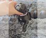 Small #1 Cane Corso