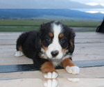 Small #3 Bernese Mountain Dog