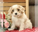 Small #2 Cavachon