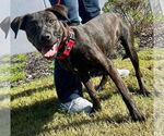 Small #7 Labrador Retriever Mix