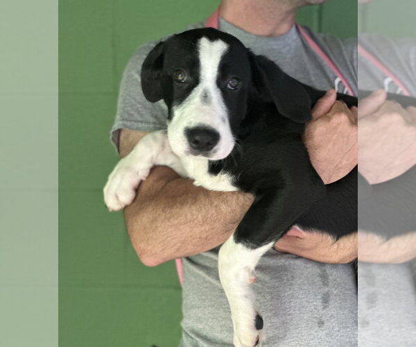 Medium Photo #1 Labbe Puppy For Sale in Elmsford, NY, USA