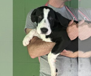 Pumpkin Patch available 10/24 - Male Labbe Dog for Adoption