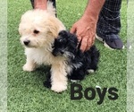 Small Photo #31 Maltipoo Puppy For Sale in LAKESIDE, CA, USA