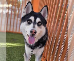Siberian Husky-Unknown Mix Dogs for adoption in Las Vegas, NV, USA