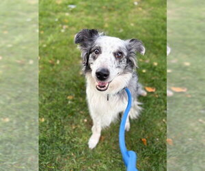 Fly - Male Australian Shepherd-Unknown Mix Dog for Adoption - Photo #4