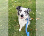 Small Photo #4 Australian Shepherd-Unknown Mix Puppy For Sale in Salt Lake City, UT, USA