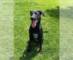 Small #1 Great Dane-Labrador Retriever Mix