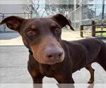 Small Doberman Pinscher