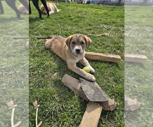 Golden Shepherd Puppy for sale in FREEPORT, OH, USA