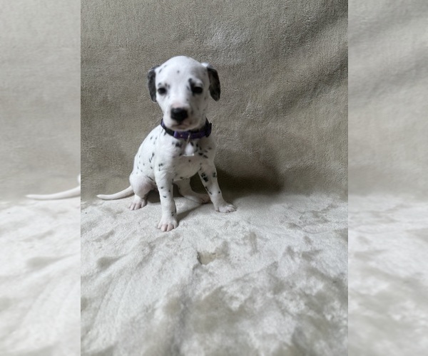 Medium Photo #16 Dalmatian Puppy For Sale in FORT WORTH, TX, USA
